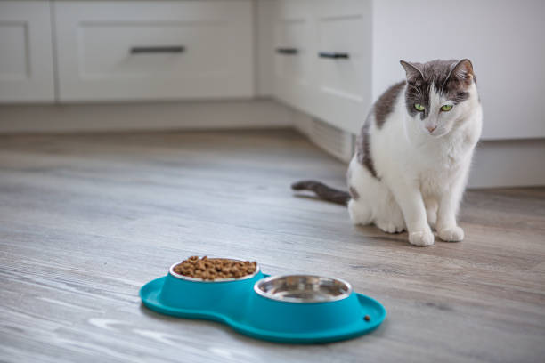 Sebelum Terlambat! Ini Cara Mengetahui Kucing Tidak Cocok Makanan