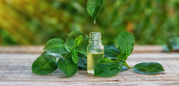 5 Manfaat Tea Tree Oil, Ampuh Atasi Jerawat?