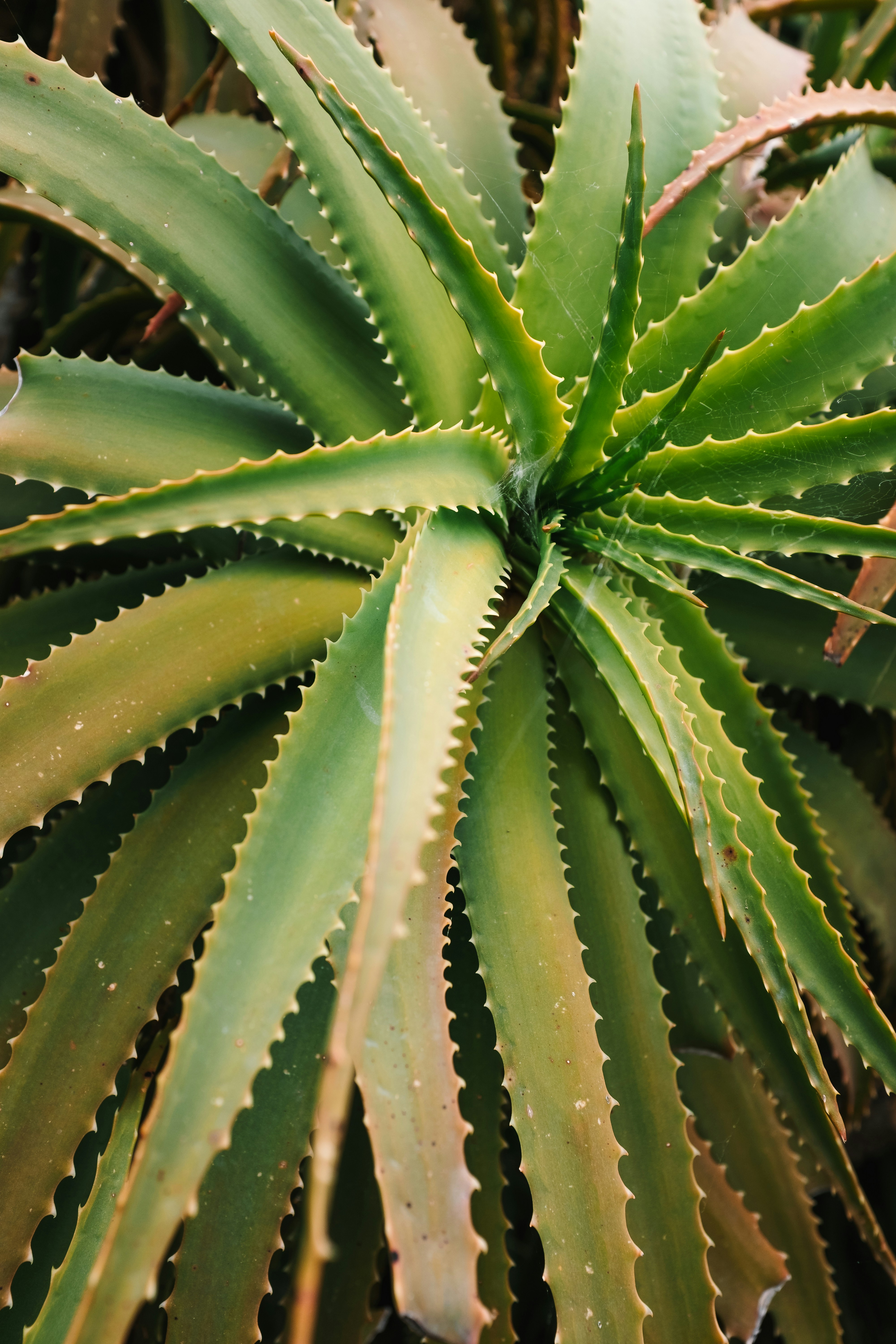 Aloe Vera Gel: Si Kecil Serba Bisa buat Kulit dan Tubuhmu