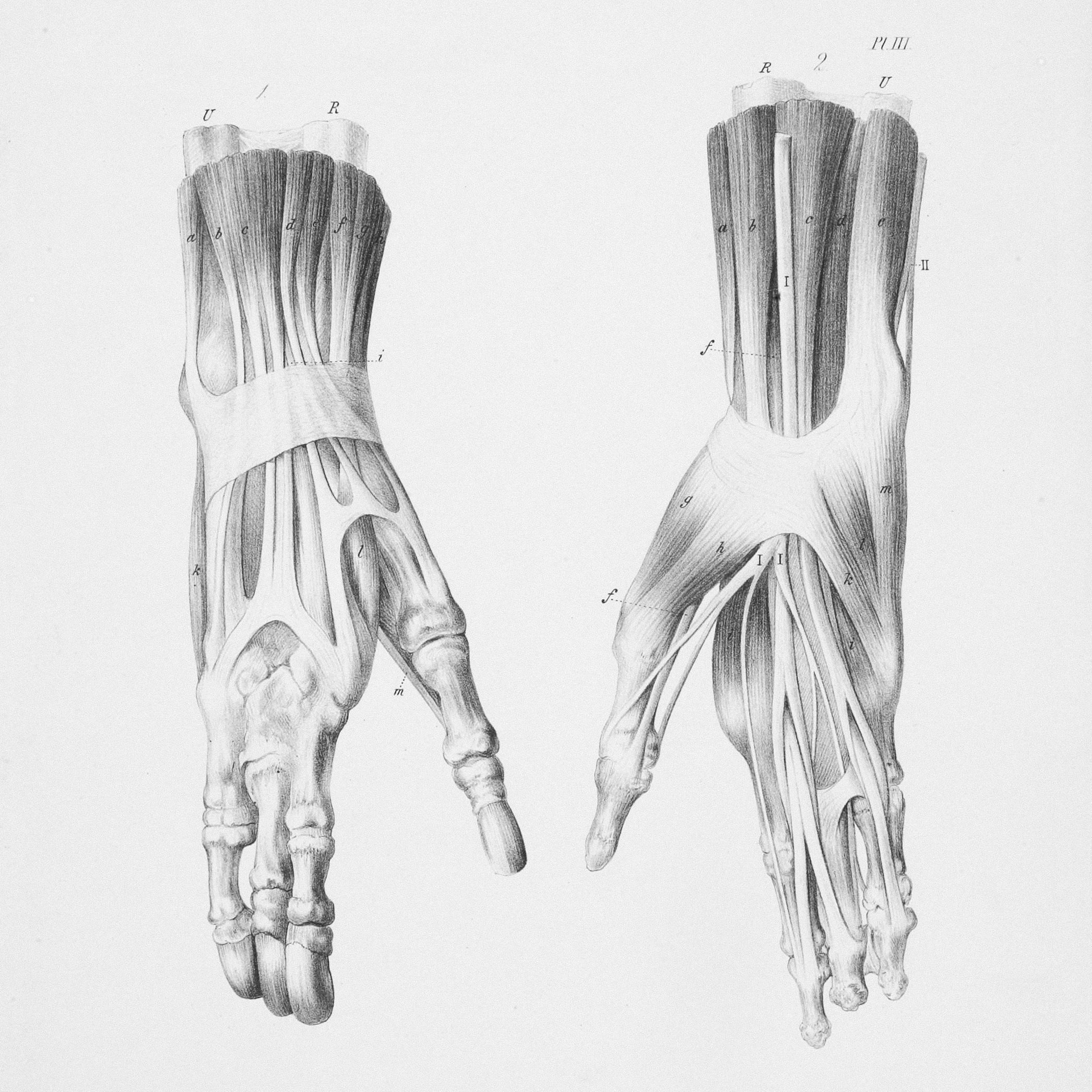 Latihan Hand Grip Biar Tangan Kuat Seperti Atlet Profesional