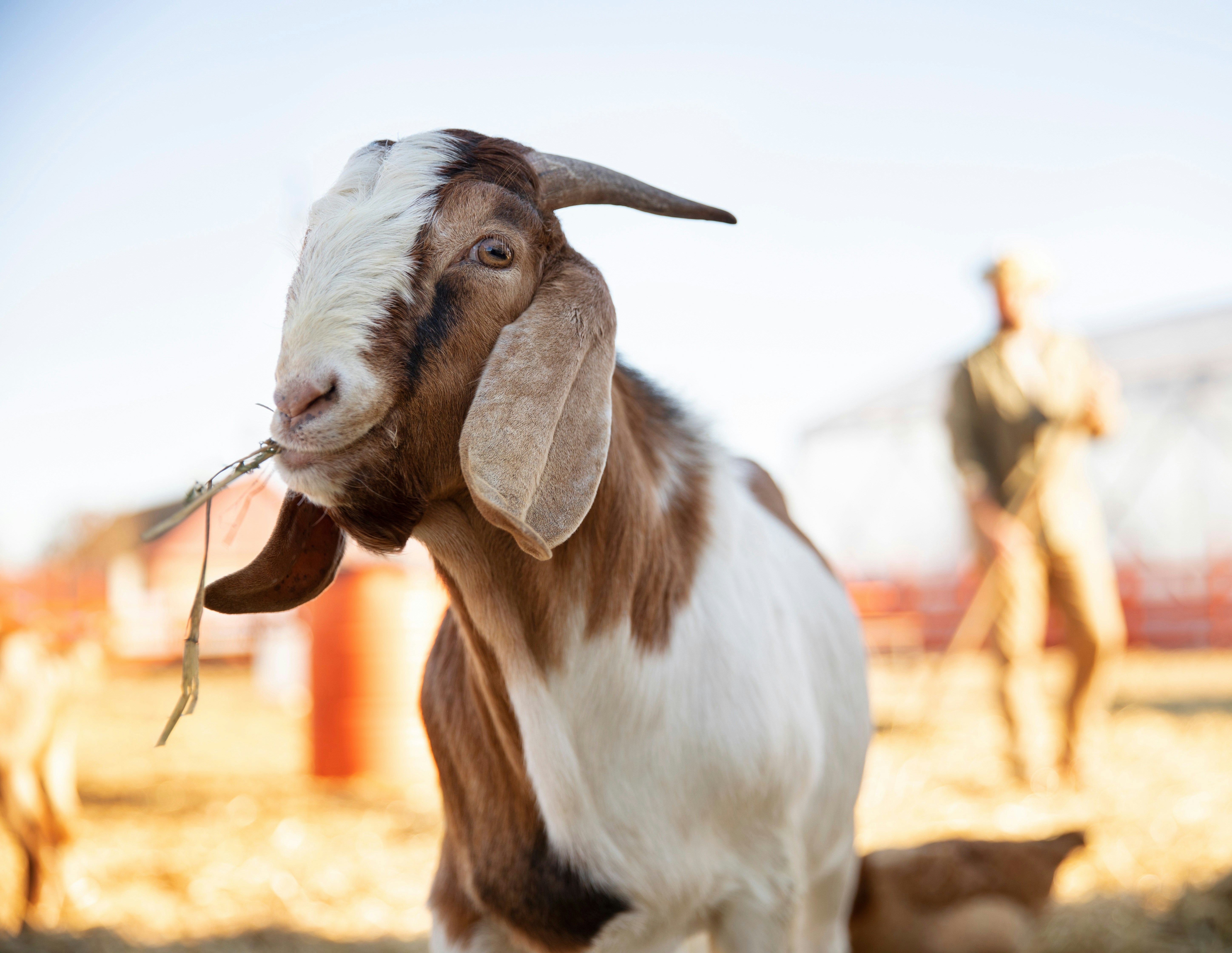 Rahasia Susu Kambing Etawa, Alternatif Lebih Baik dari Susu Sapi