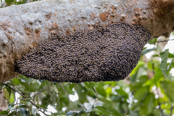 Kenali Ciri-ciri Madu Hutan Asli untuk Dapat Khasiatnya ke Tubuh