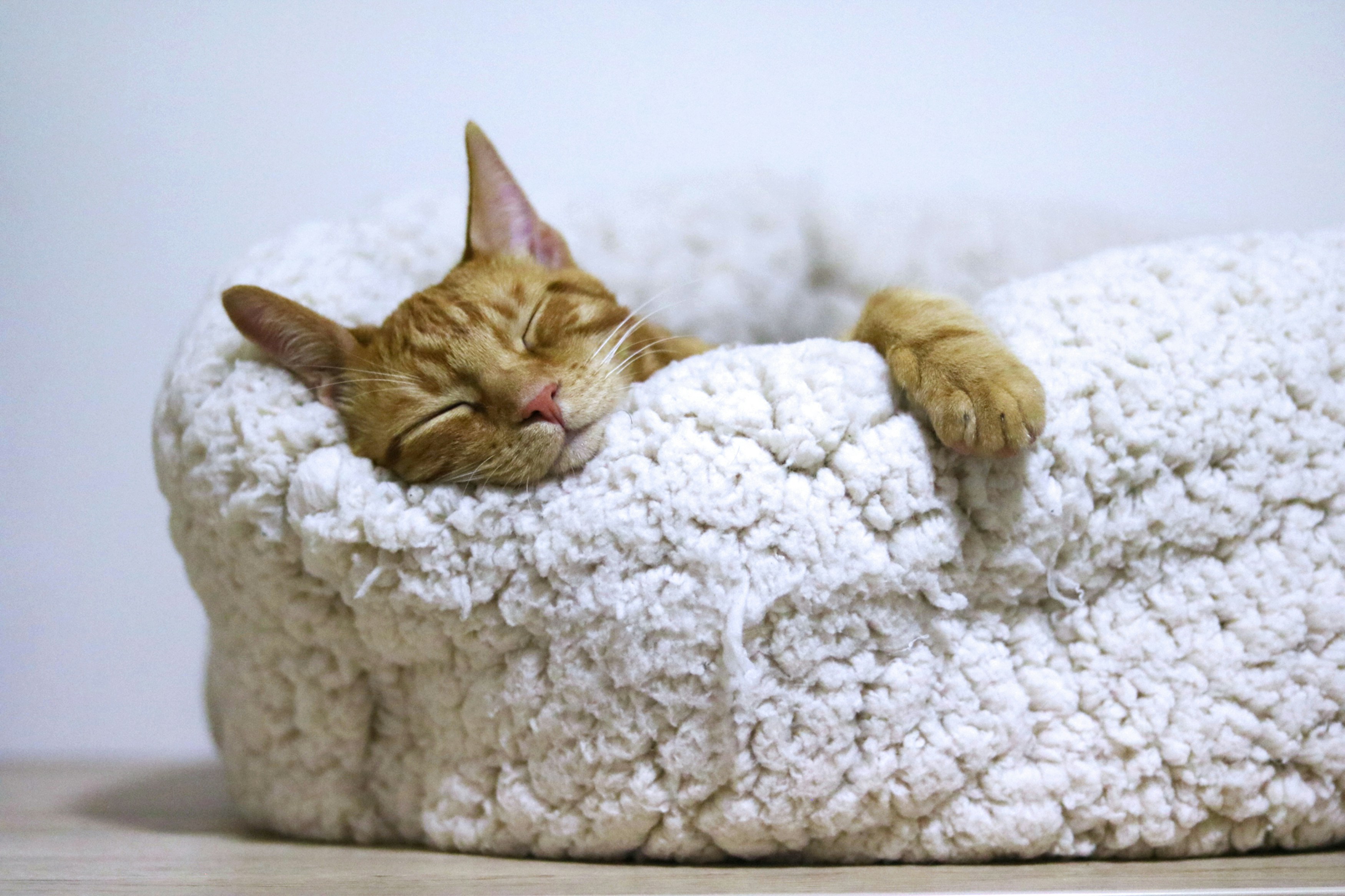 Jangan Biarkan Kucing Flu di Musim Hujan, Ini Cara Mengatasinya