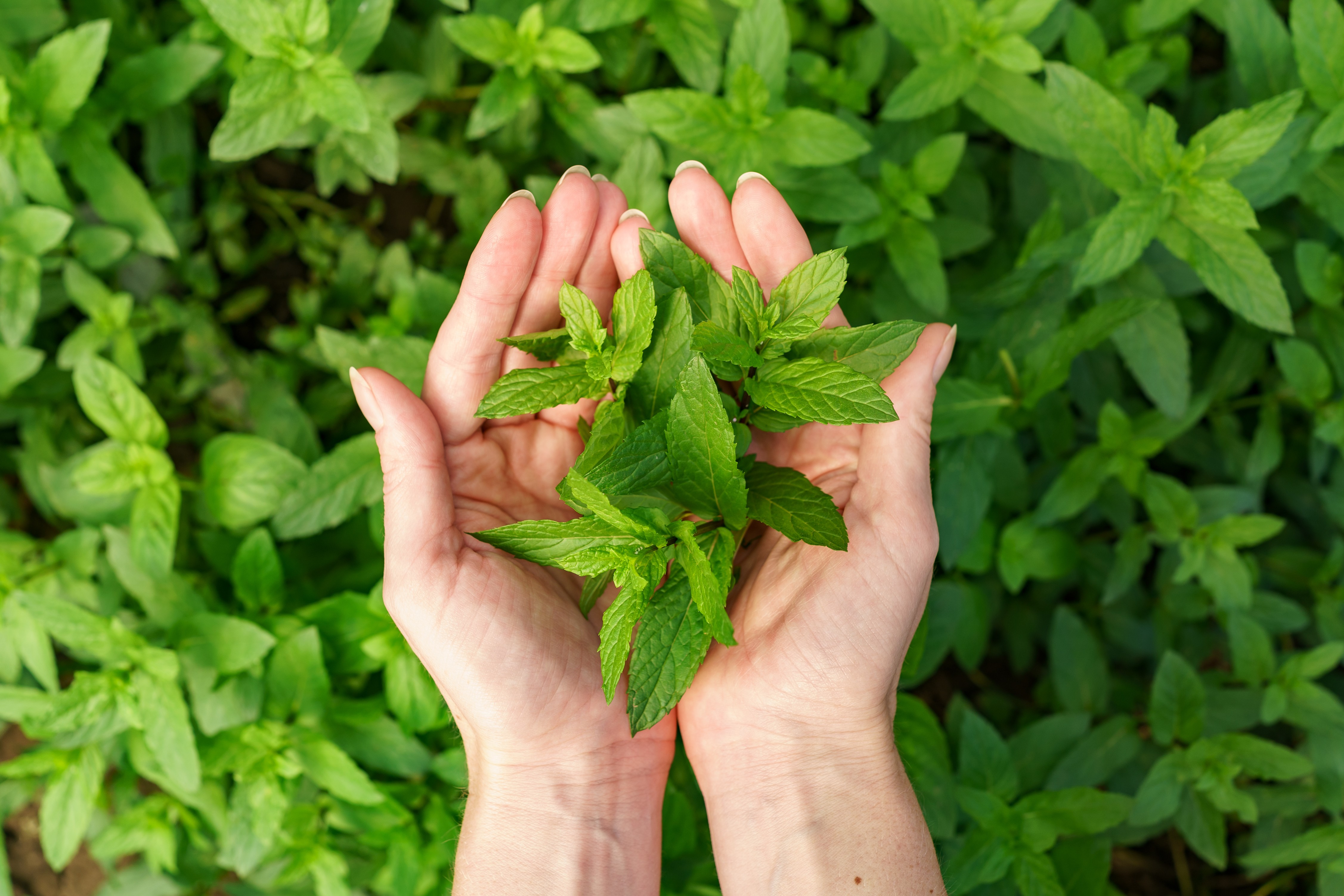 Manisnya Hidup Tanpa Gula Berlebih dengan Stevia