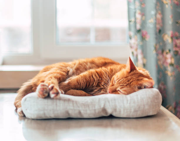 Cara Membiasakan Kucing Tidur di Tempat Tidurnya Sendiri, Gak Susah Kok!