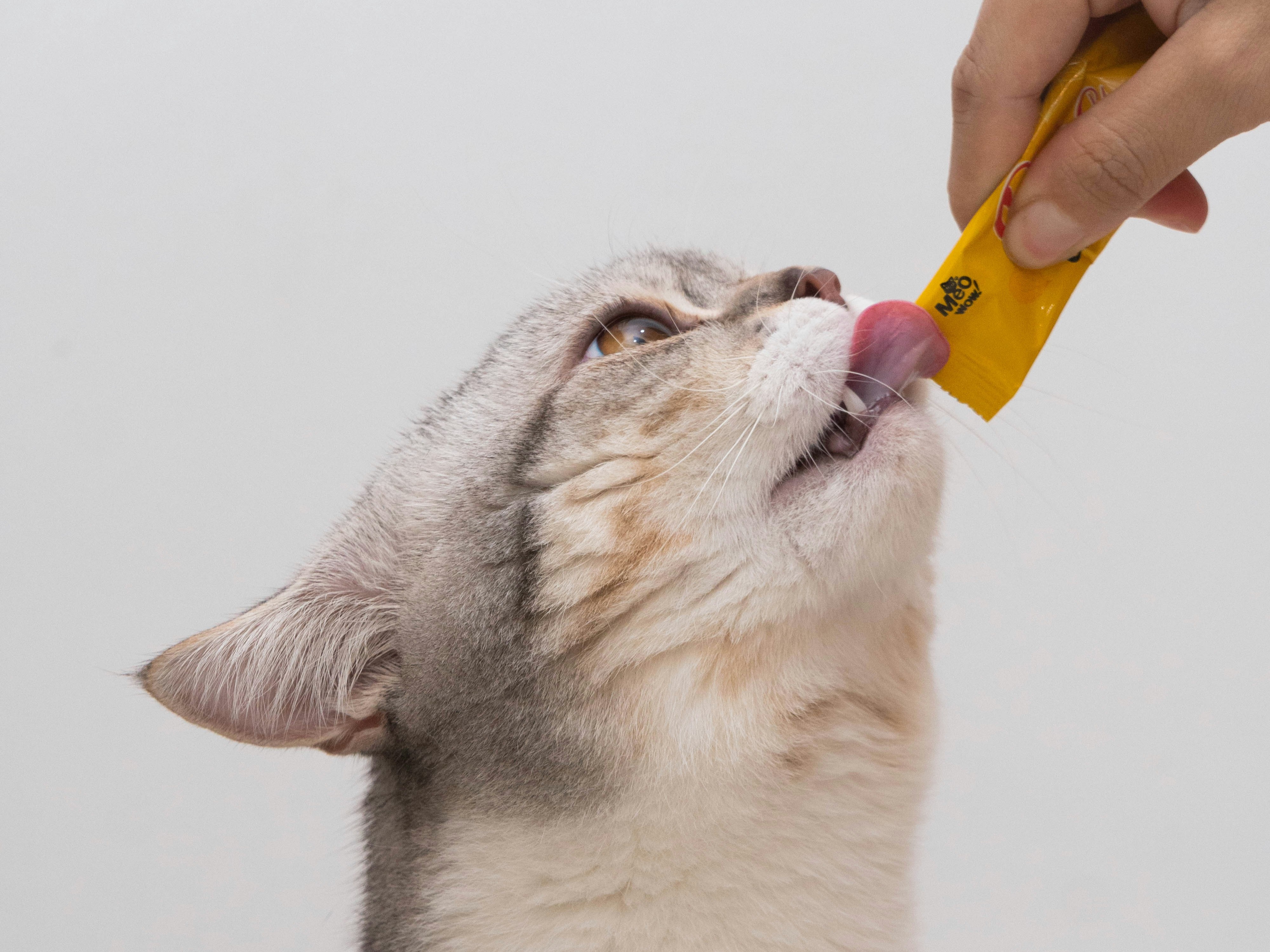 Kucing Jalanan atau Peliharaan? Semua Suka Creamy Treats Stick!