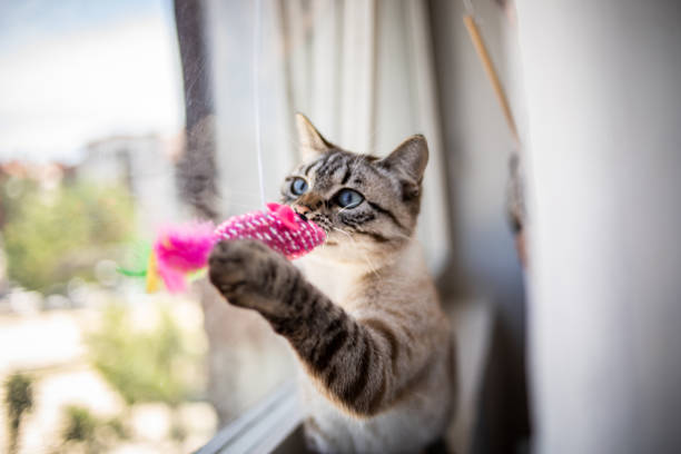 Baru Pertama Kali Pelihara Kucing? Ini 5 Perlengkapan yang Harus Kamu Miliki!