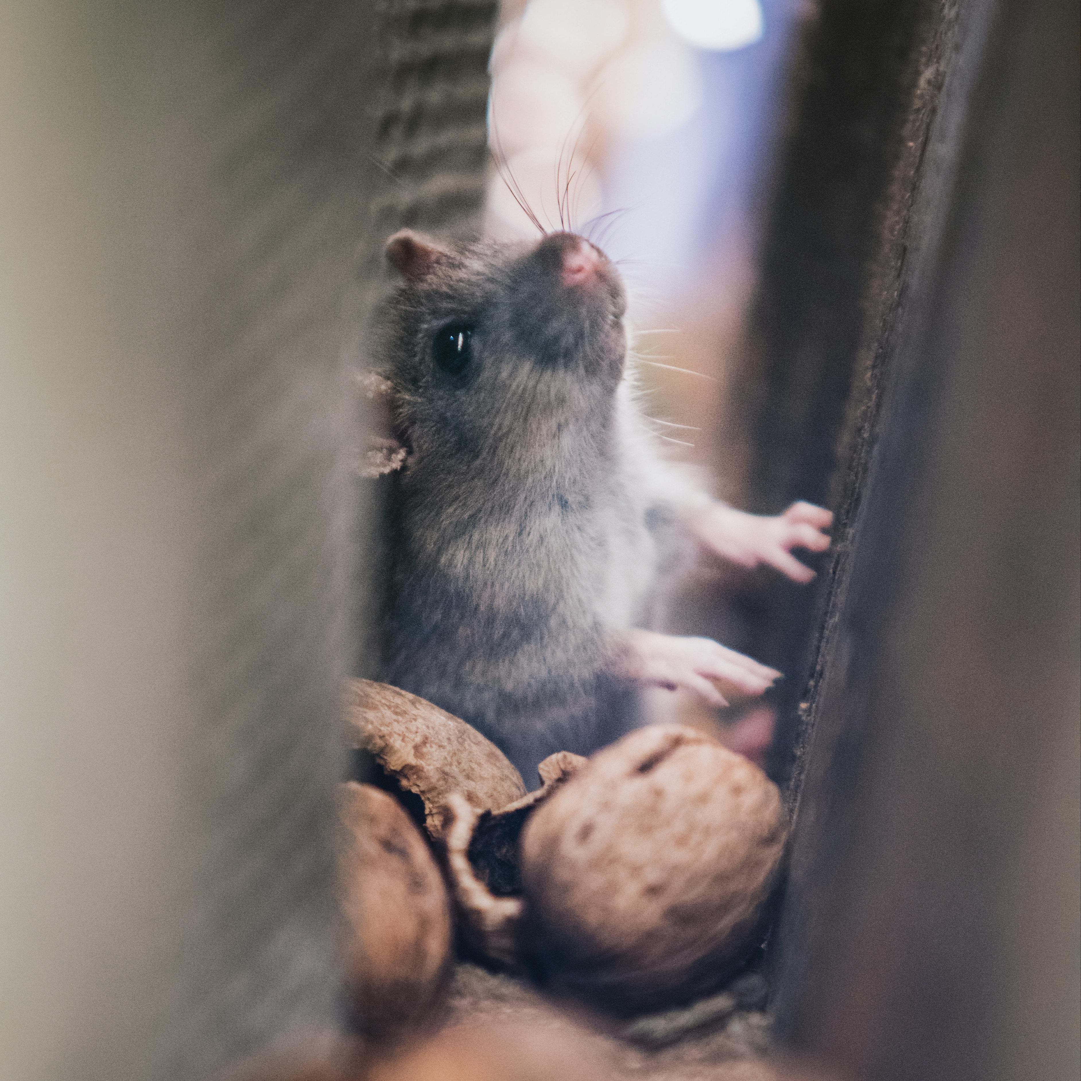 Lupakan Tikus Mati dan Bau Busuk! Alat Ini Usir Tikus Tanpa Perlu Ribet