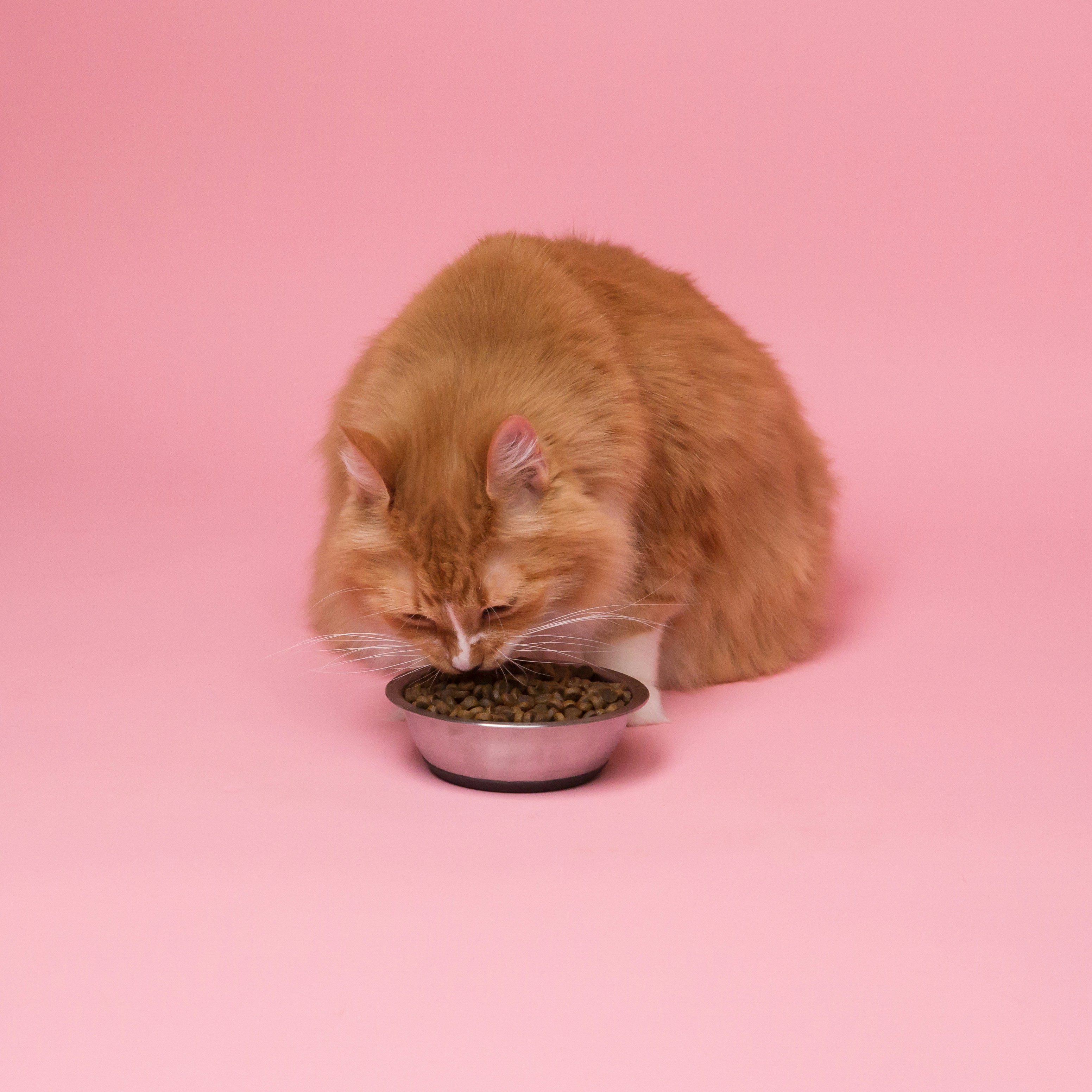 Gigi Kucing Kinclong? Rahasianya Ada di Dry Food!