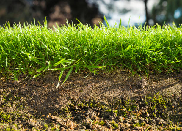 Berapa Lama Rumput Tumbuh Setelah Dipotong? Ini Penjelasannya!