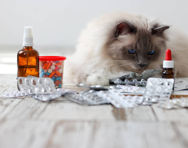 7  Rahasia Cara Memberikan Vitamin untuk Kucing yang Susah Makan