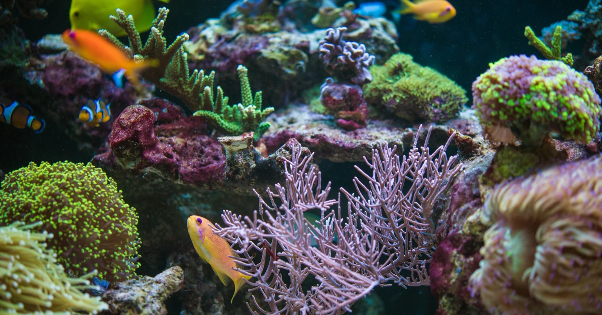 Hobi Ikan Hias Meledak di 2025: Dari Aquascape Wellness sampai Smart Aquarium