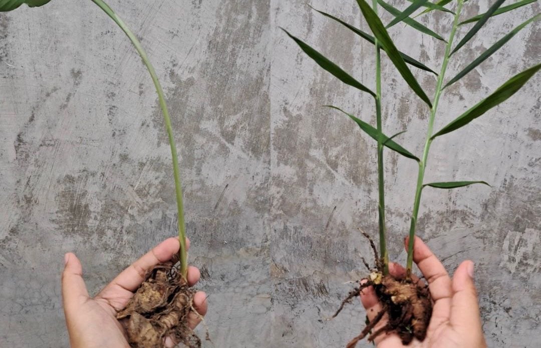 Ponorogo Menuju Sentra Herbal Nasional: Dari Kebun Obat Hingga Wisata Wellness