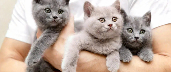 11 Ras Kucing Paling Ramah Anak: Panduan Lengkap Sebelum Bawa Pulang Si Bulu