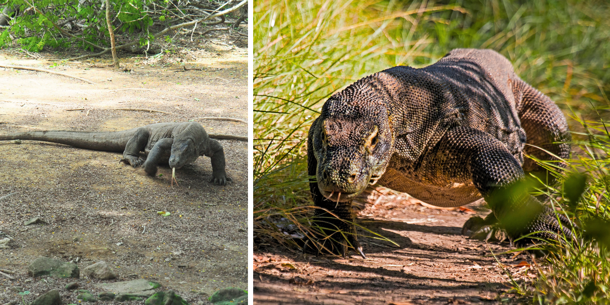 Liburan Santai ke Pulau Komodo: Snorkeling, Tracking, dan Sunset Epic dalam Satu Trip