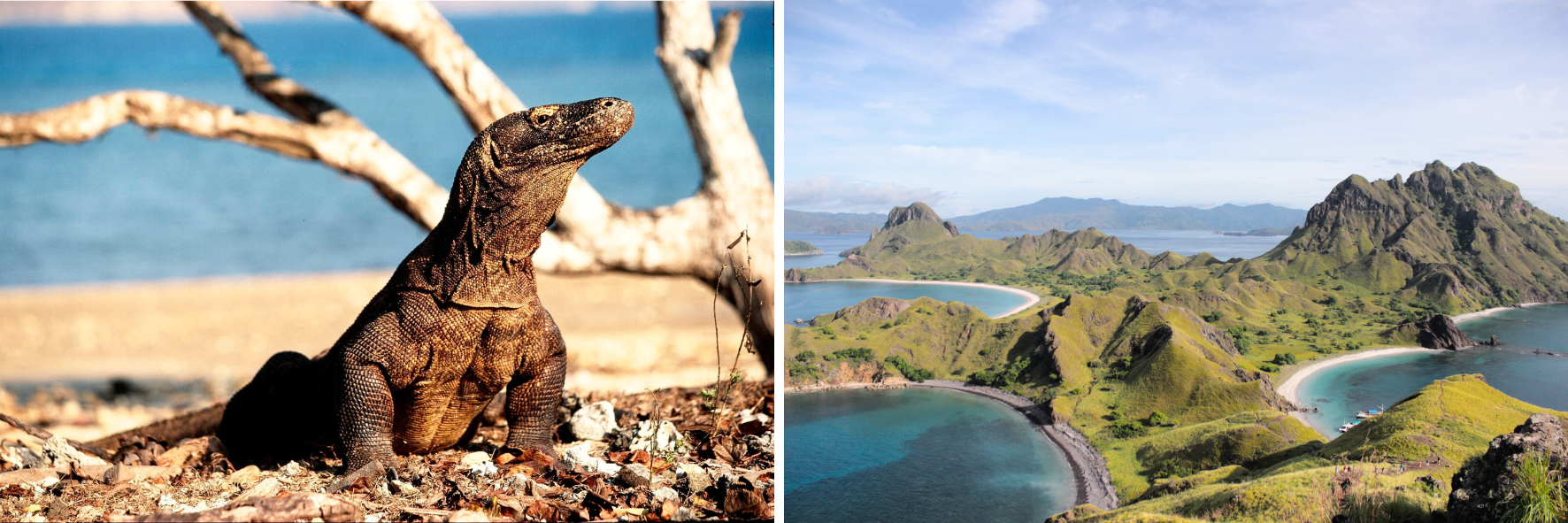 Liburan Santai ke Pulau Komodo: Snorkeling, Tracking, dan Sunset Epic dalam Satu Trip