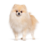 Sebelum Bawa Pomeranian Pulang, Wajib Tahu 5 Fakta Penting Ini!