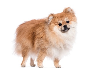 Sebelum Bawa Pomeranian Pulang, Wajib Tahu 5 Fakta Penting Ini!