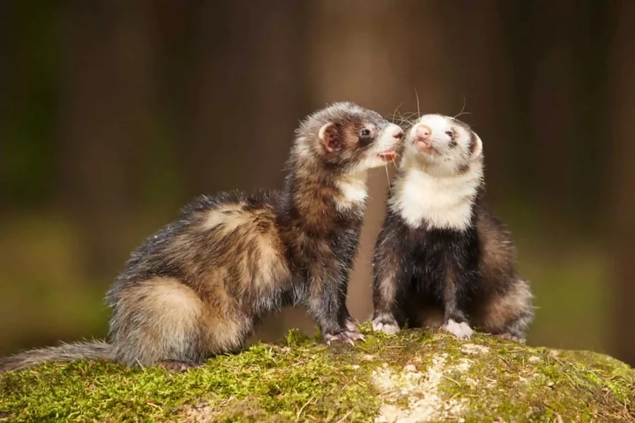 Pengen Punya Ferret di Rumah? Kenalan Dulu Sama Si Pencuri Kecil yang Super Cerdik Ini!