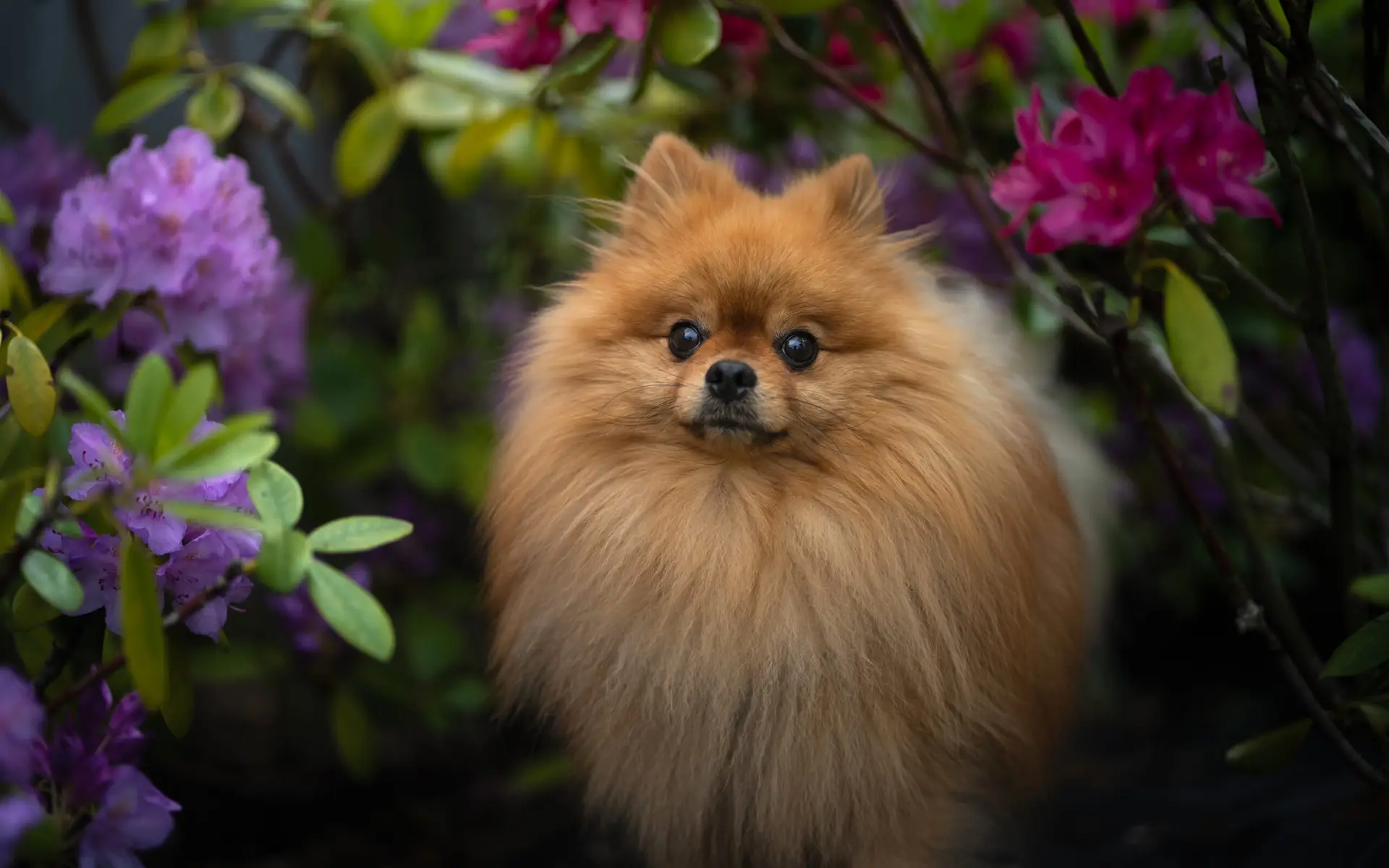 Pomeranian Mini, Hati Raksasa: Panduan Lengkap Sebelum Kamu Jatuh Cinta Kebangetan