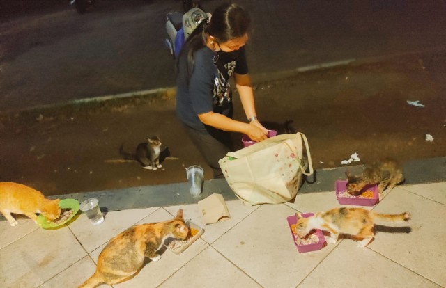 Berjuang Sendirian Rawat Puluhan Anjing & Kucing, Jro Ayu Hampir Tak Mampu: Akankah Kita Diam Saja?