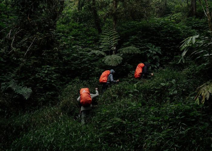 Panduan Lengkap Menaklukkan Gunung Latimojong & Hutan Lumut Tersembunyinya