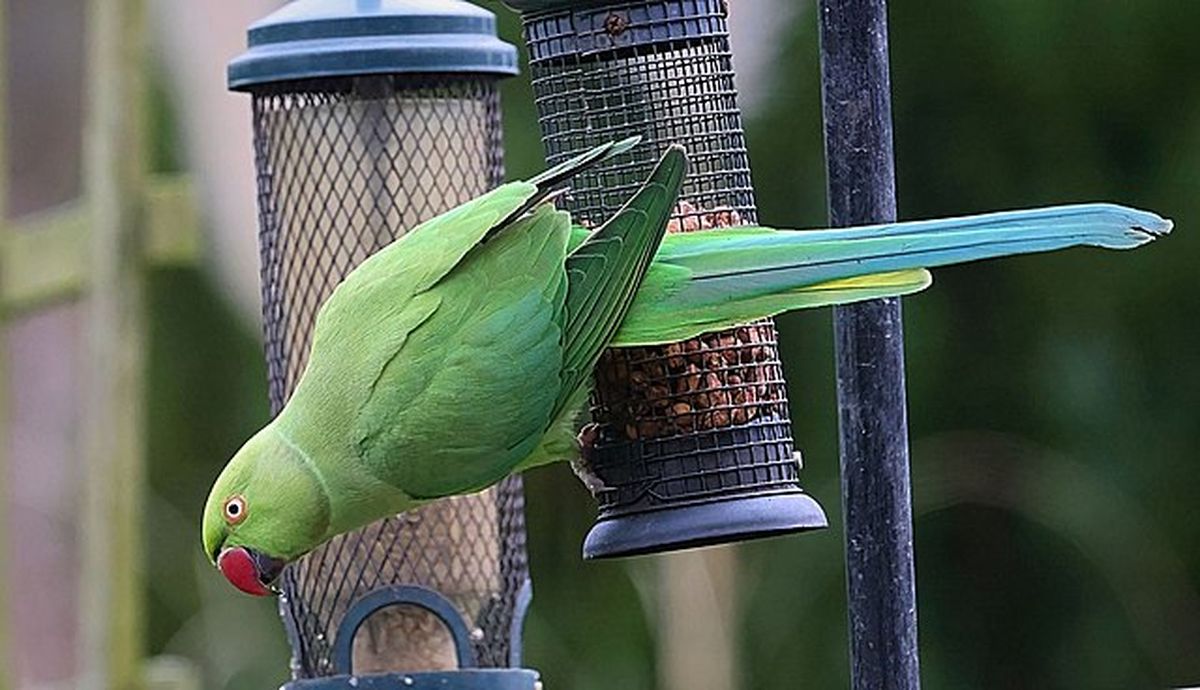 Burung Parkit Nggak Cuma Lucu: Panduan Anti-Drama Biar Jinak, Sehat, dan Super Bahagia