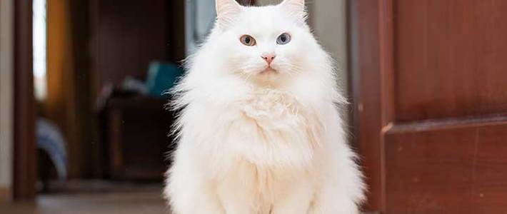 Bingung Bedain Anggora vs Persia? Ini 12 Trik Jitu Biar Nggak Salah Pilih Kucing!
