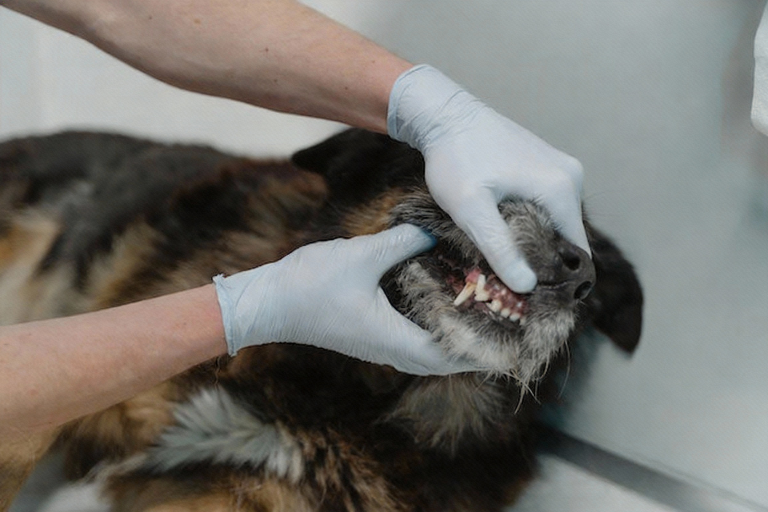 Anjing Mendadak Ogah Makan? Kenali 12 Penyebab Utama dan Cara Ampuh Mengatasinya