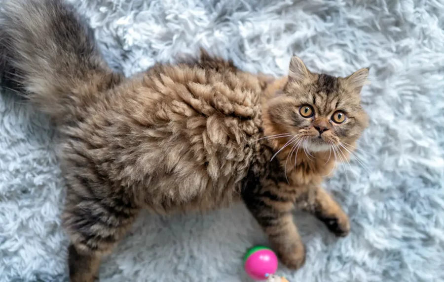 Rahasia Bulu Kucing Persia Selalu Lebat dan Kinclong di Rumah