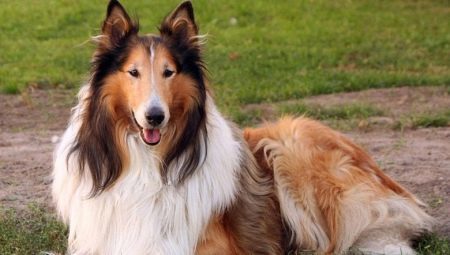 Rough Collie: Panduan Lengkap dari Anak Anjing Manis sampai Dewasa Anggun