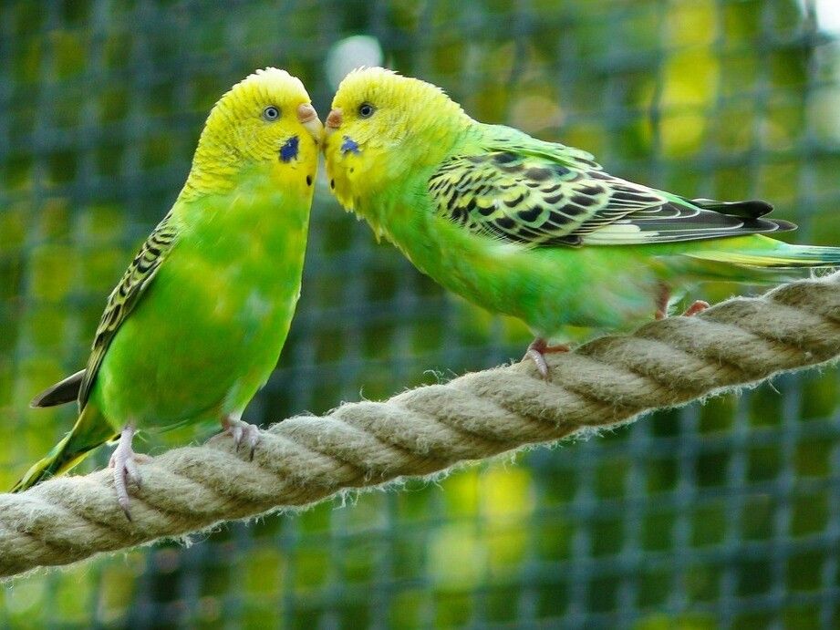 Burung Parkit Nggak Cuma Lucu: Panduan Anti-Drama Biar Jinak, Sehat, dan Super Bahagia