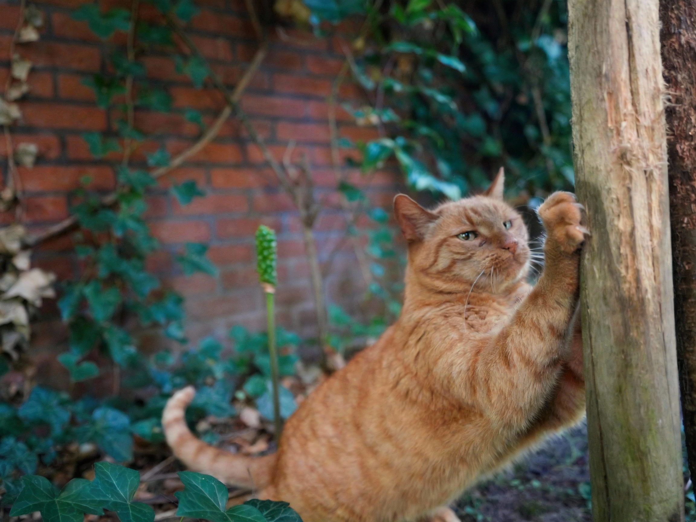 Rahasia Cat Scratcher Murah: Bikin Kucing Puas Garuk, Sofa Tetap Aman, Bumi Ikut Senang!