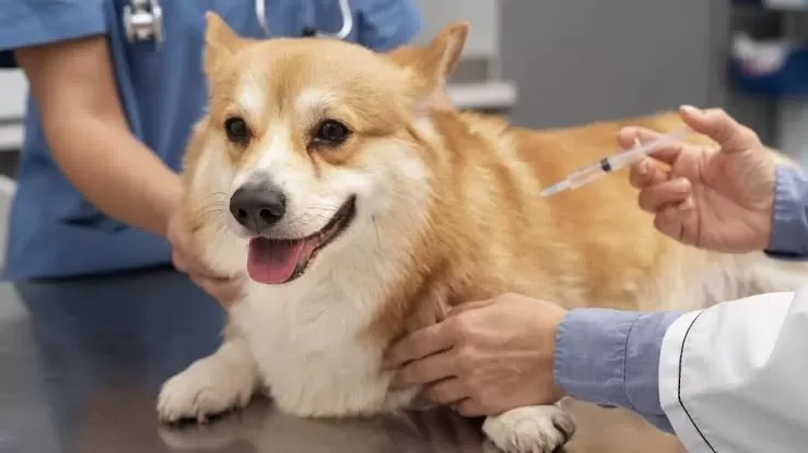 Bahaya Penyakit Menular pada Anjing & Manusia: Waspadai Rabies dan Pneumonia Sejak Dini