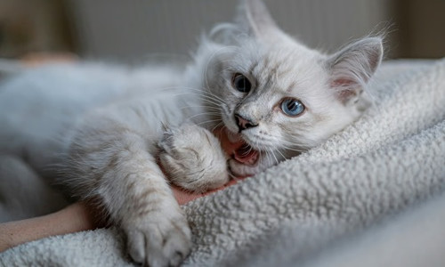 Bahasa Rahasia Kucing Terbongkar: Panduan Lengkap Biar Si Manis Makin Sayang Kamu