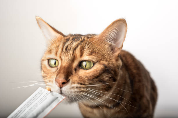 seekor kucing sedang makan snack kucing