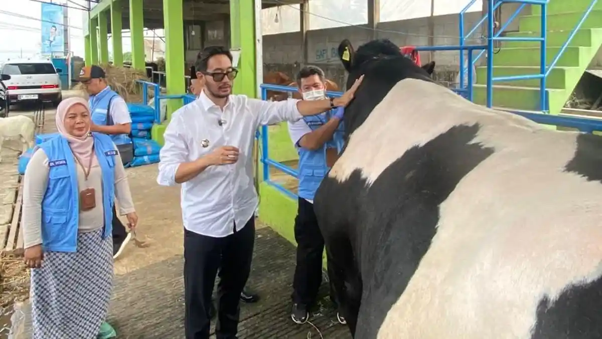 Fenomena Sapi Kurban Jumbo 2026