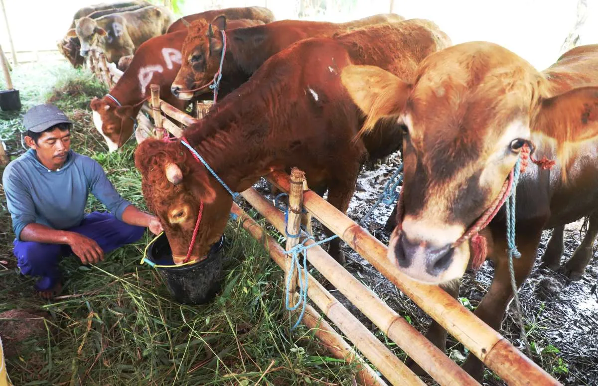 Panduan Patungan Kurban Sapi 1/7 Tahun 2026