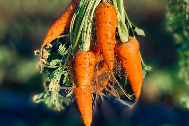 6 Vitamin Rambut Terjangkau Kaya Antioksidan di Bawah Rp50 Ribu
