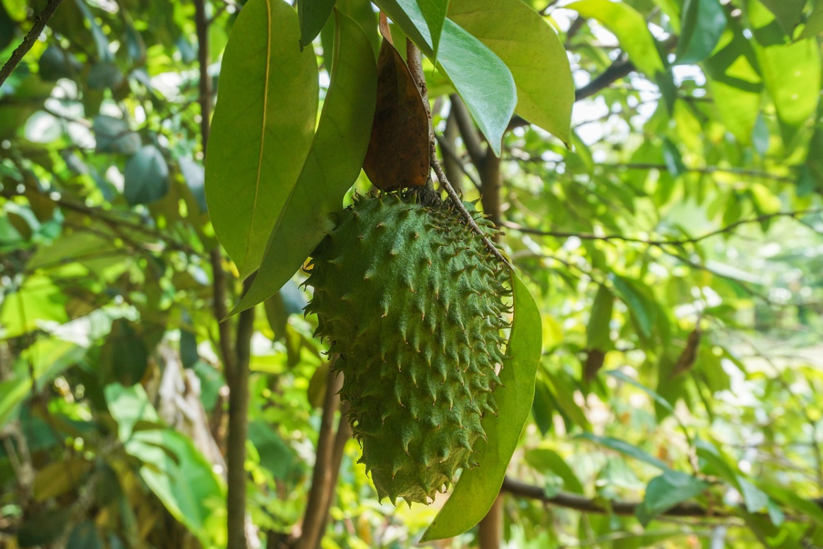 Panduan Tradisional: Daun Singkong, Sirsak, dan Mangga untuk Jerawat