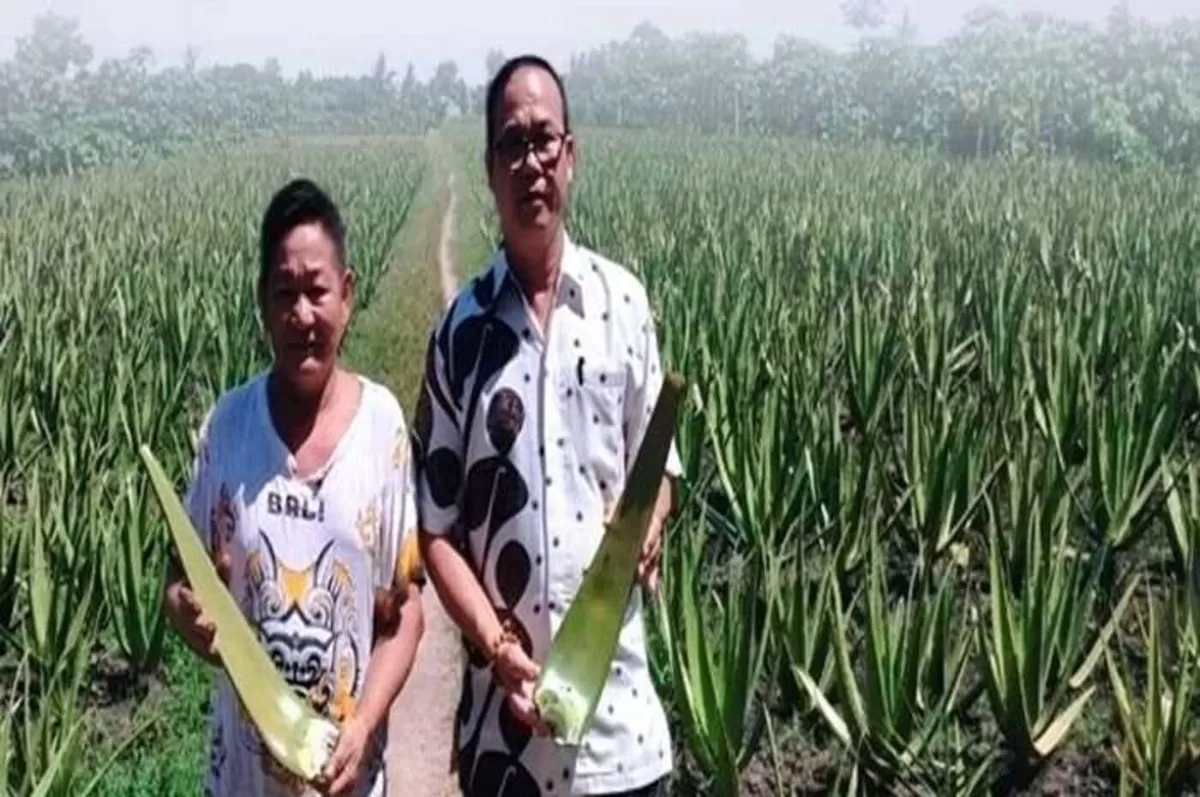 Lidah Buaya: Tanaman Hias yang Naik Kelas ke Industri Kecantikan