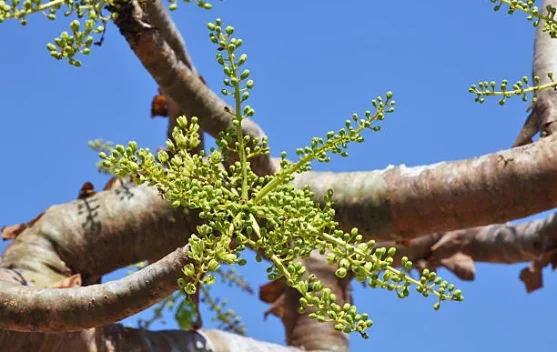 Kemenyan, Kayu Putih, Kenanga, dan Getah Pinus: Panduan Tumbuhan Aromatik untuk Kesehatan