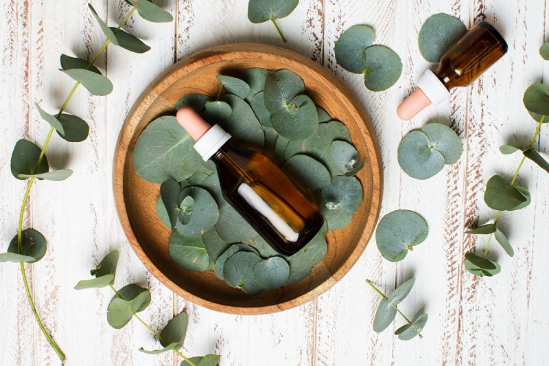 Kemenyan, Kayu Putih, Kenanga, dan Getah Pinus: Panduan Tumbuhan Aromatik untuk Kesehatan