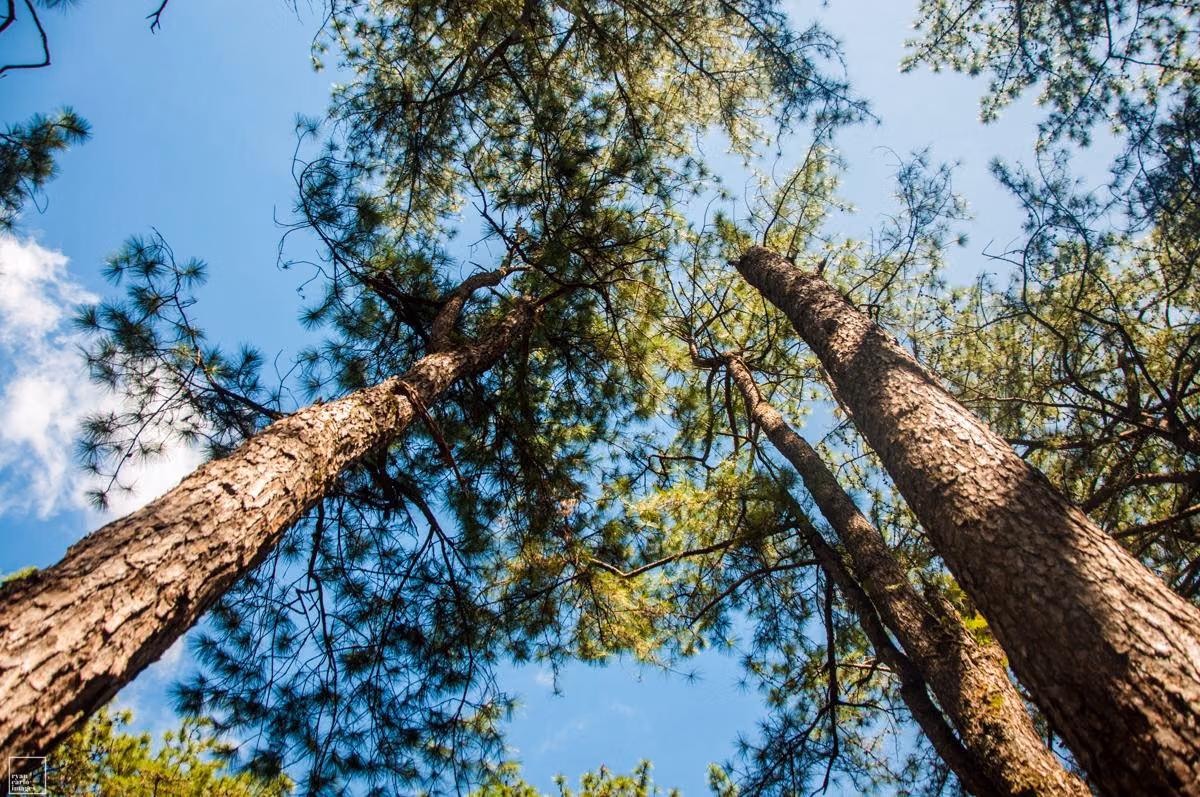Kemenyan, Kayu Putih, Kenanga, dan Getah Pinus: Panduan Tumbuhan Aromatik untuk Kesehatan