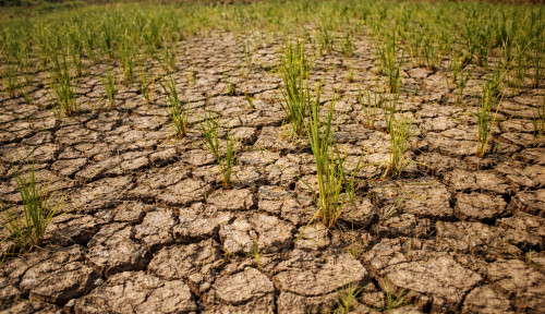Super El Niño, Panas Ekstrem dan Kabut Asap Mengintai Asia Tenggara