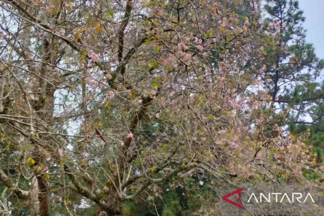 Kebun Raya Cibodas: Panduan Lengkap Mekar Sakura dan Alam Pegunungan
