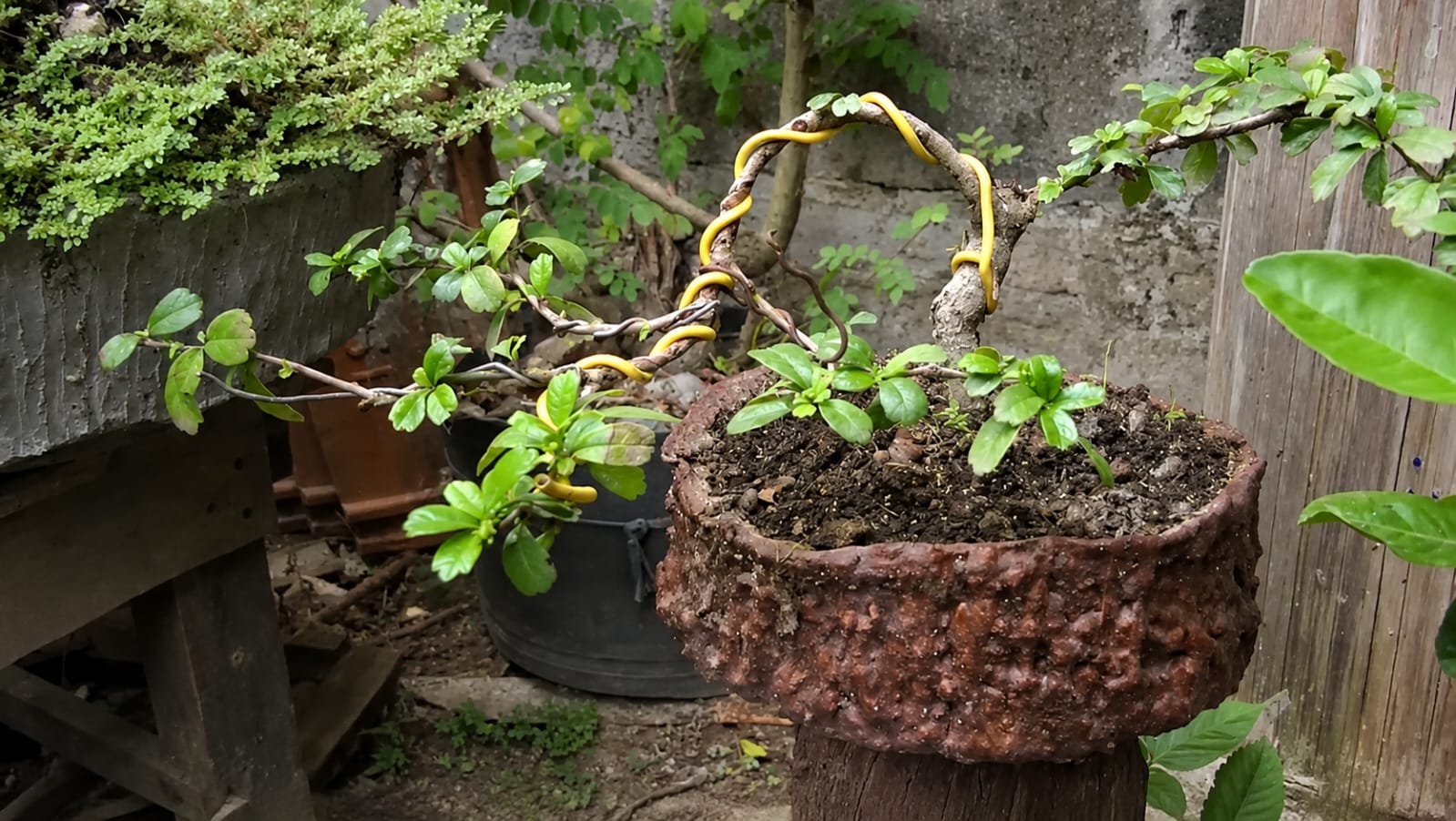 Ubah Ember Bekas Jadi Pot Semen Cantik untuk Taman