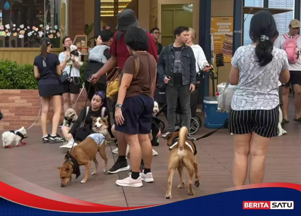 Fun Walk Komunitas Anjing di Sunset Pier: Cara Baru Pet Lovers Berkumpul