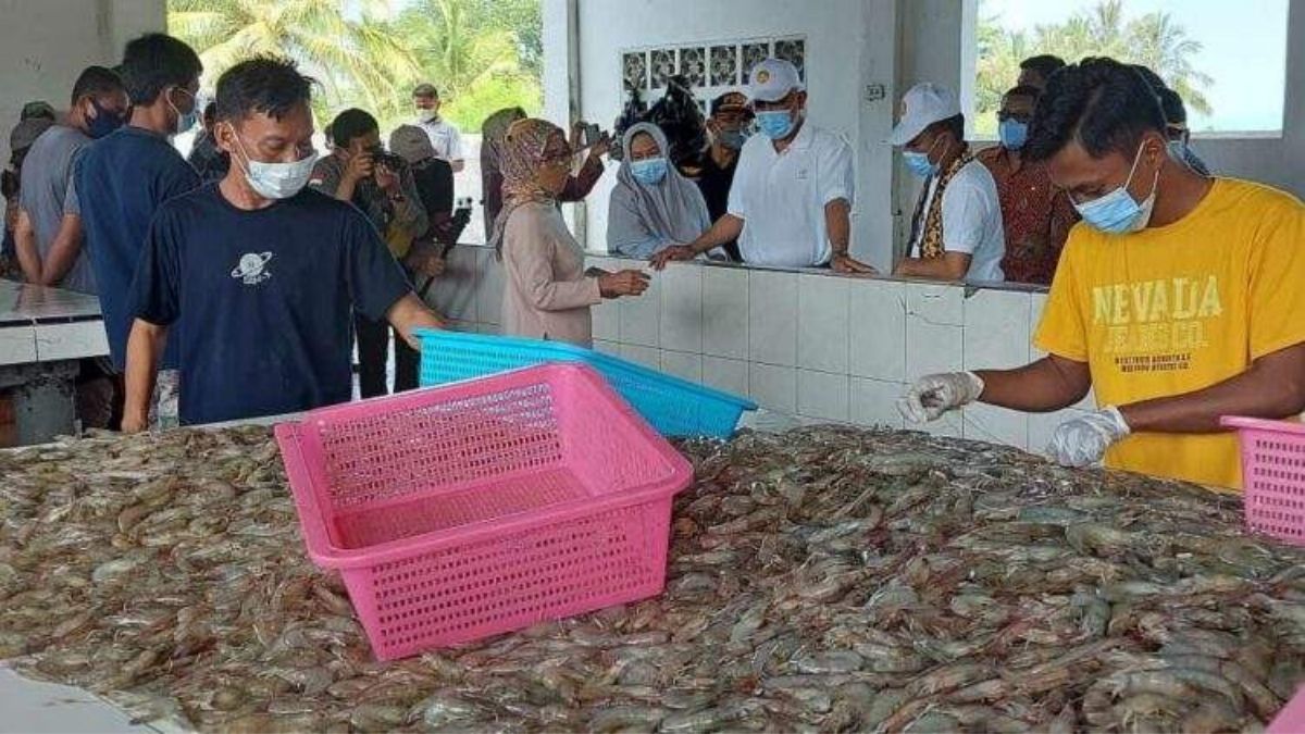 Investasi Rp7,2 Triliun Tambak Udang Vaname Mentawai