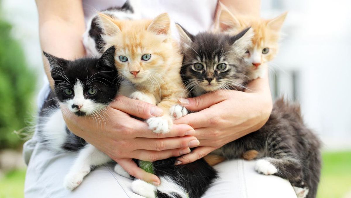 5 Cara Bermakna Merayakan Hari Kucing Sedunia